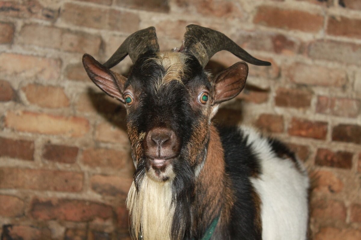 Нигерийский карликовый козел