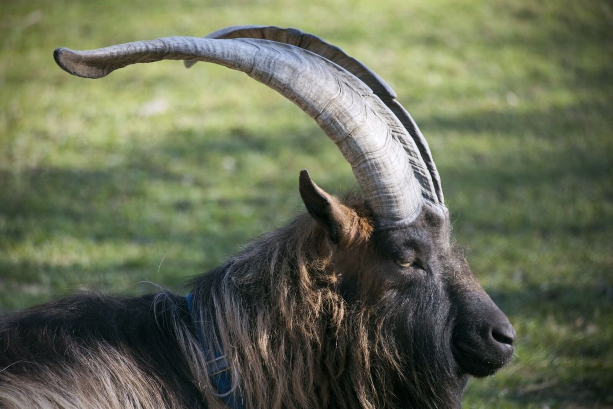 Черный четырехрогий козел