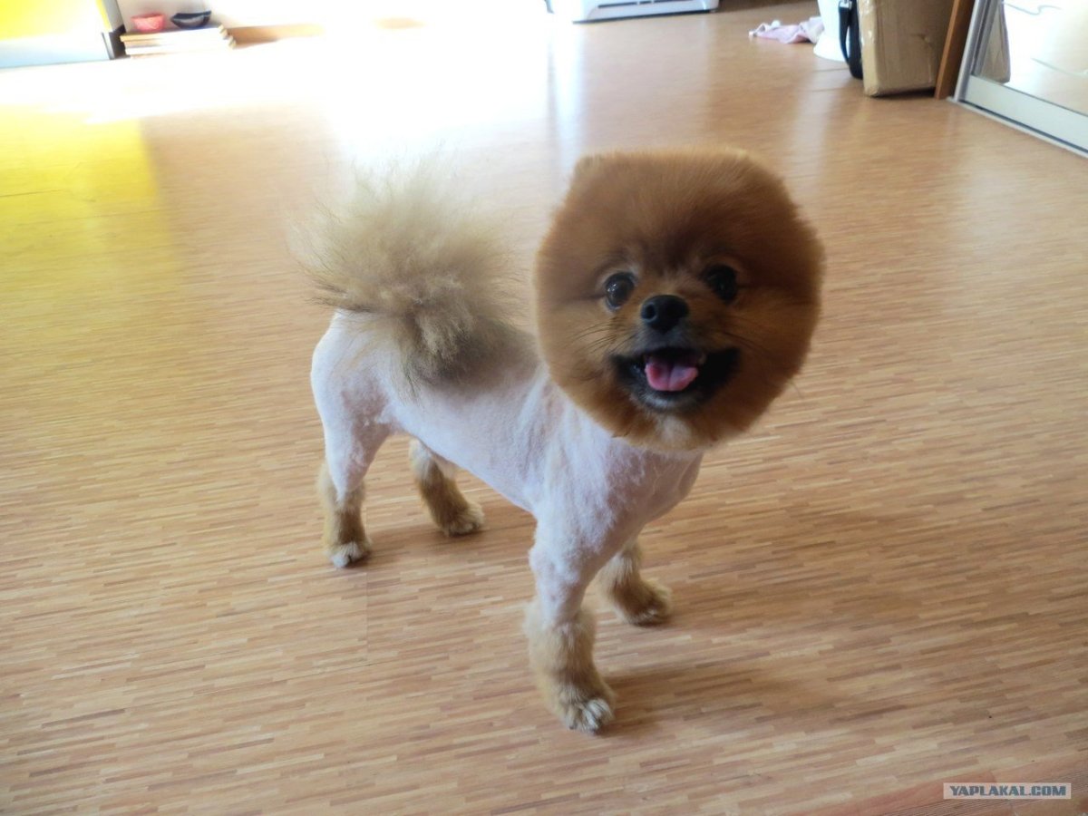 Шпиц сенсей Санрайз Керри Викс померанский