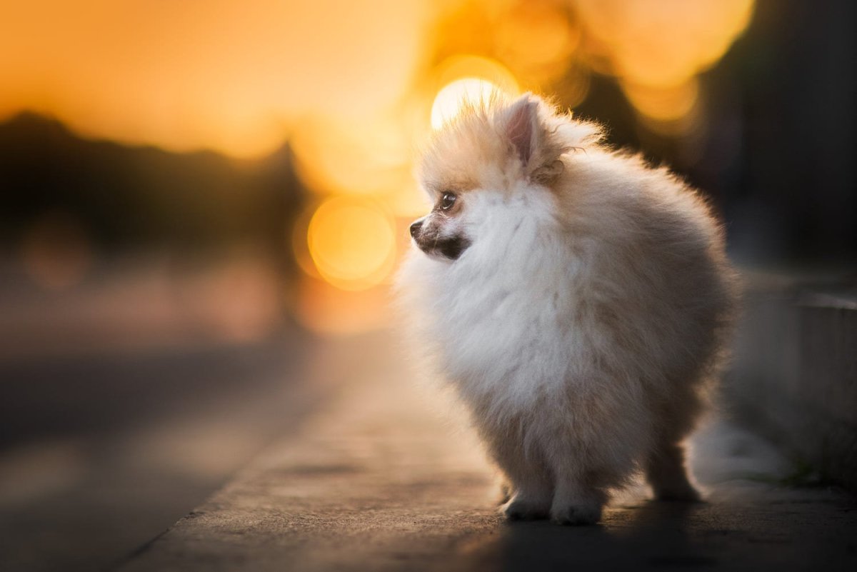 Американский шпиц