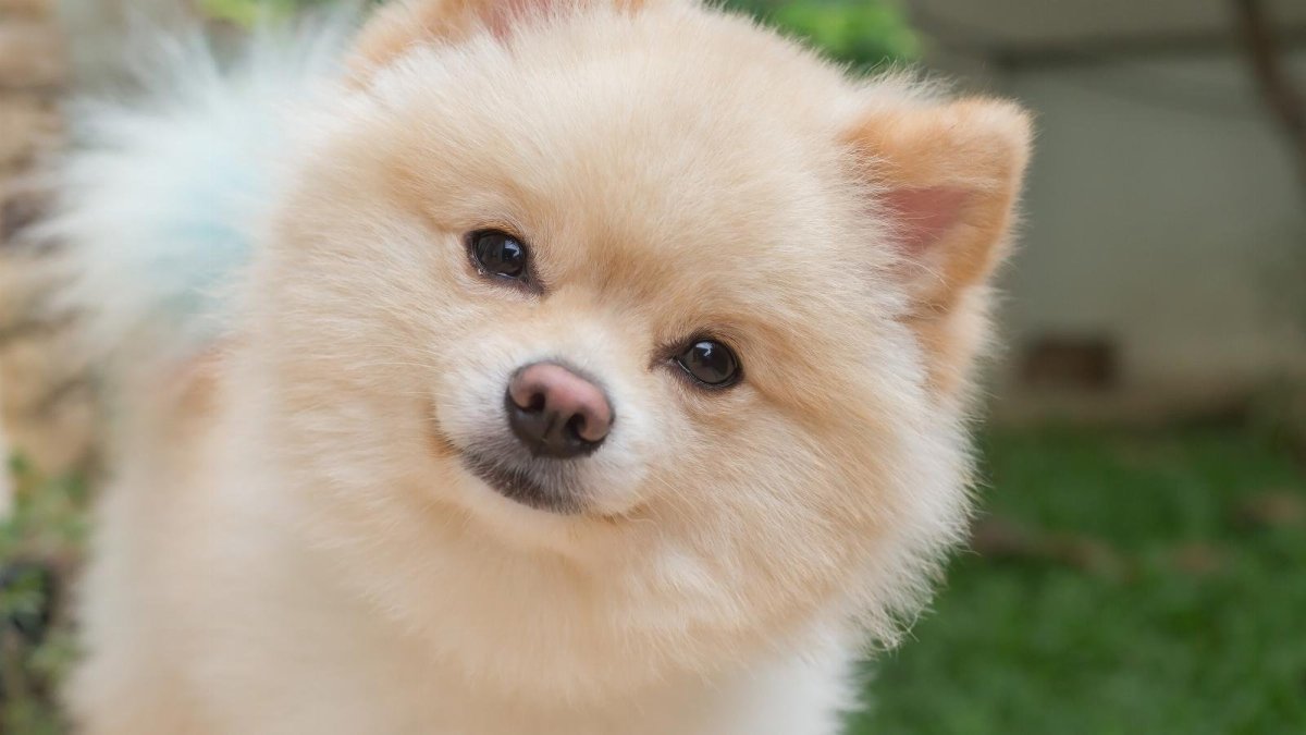 Померанский шпиц