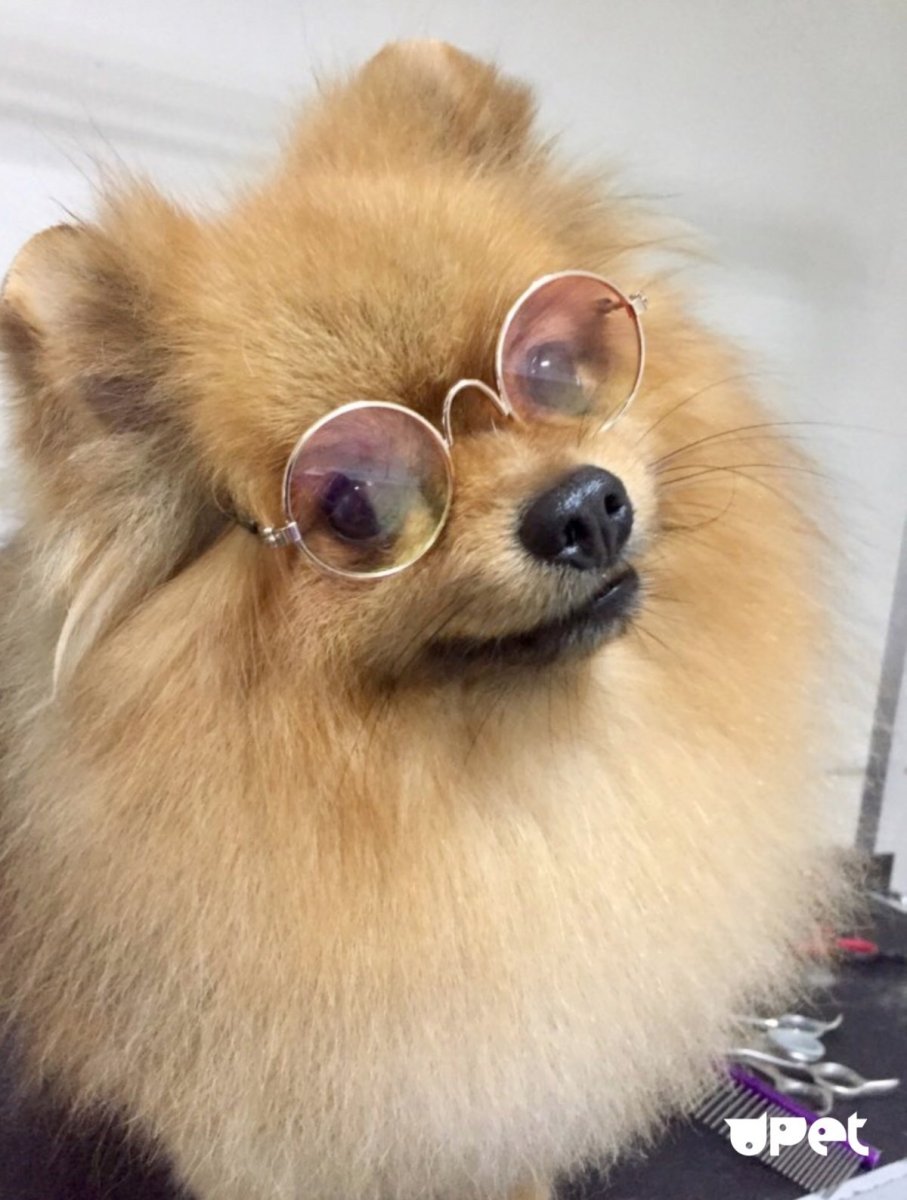 Страшный шпиц