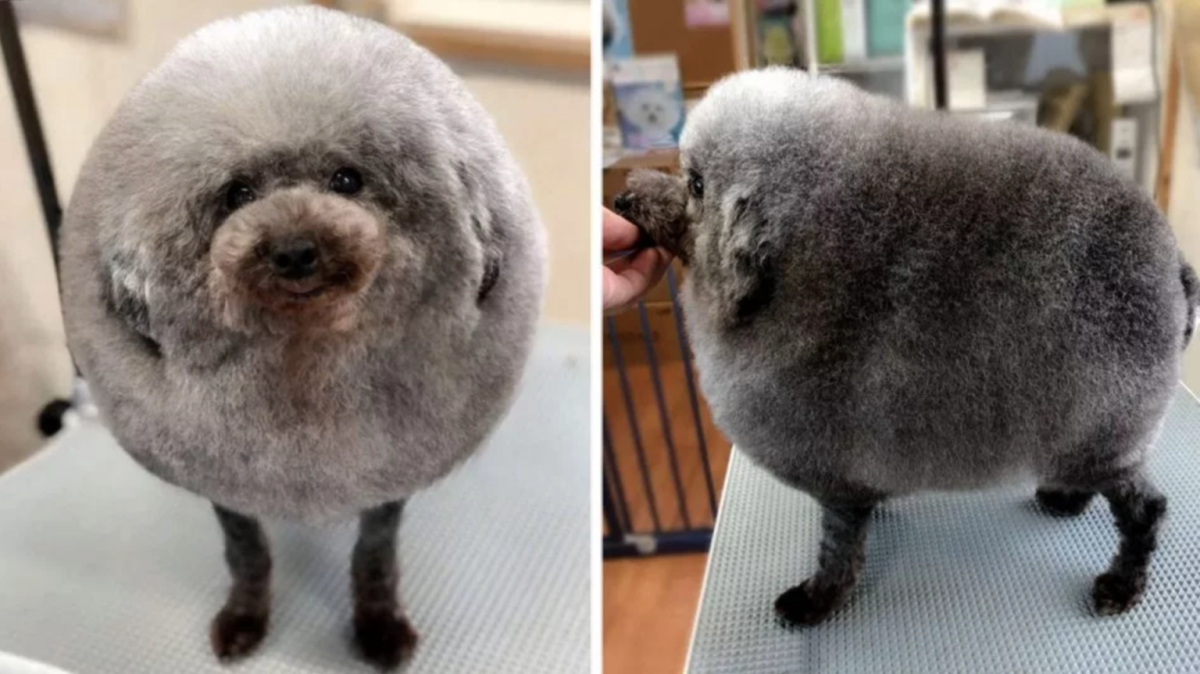 Неудачные стрижки собак