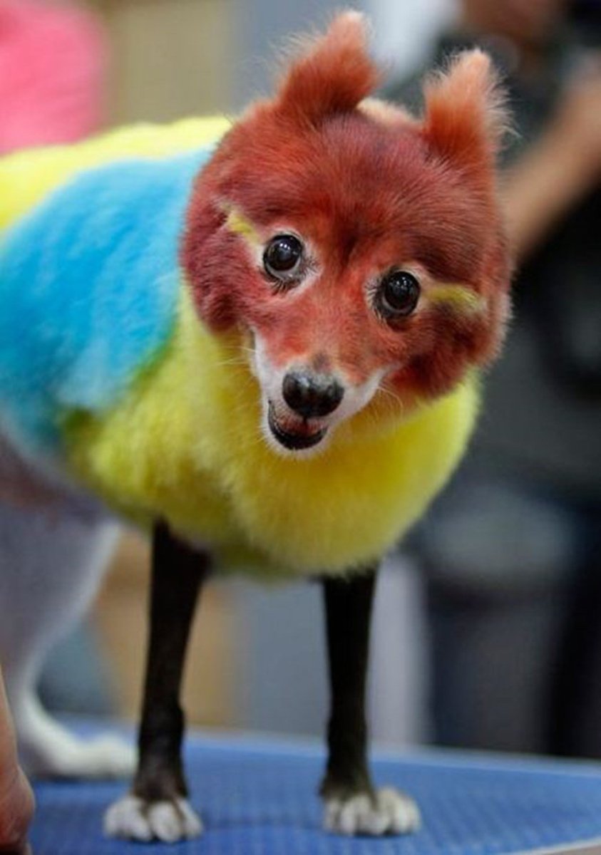 Померанский шпиц крашеный