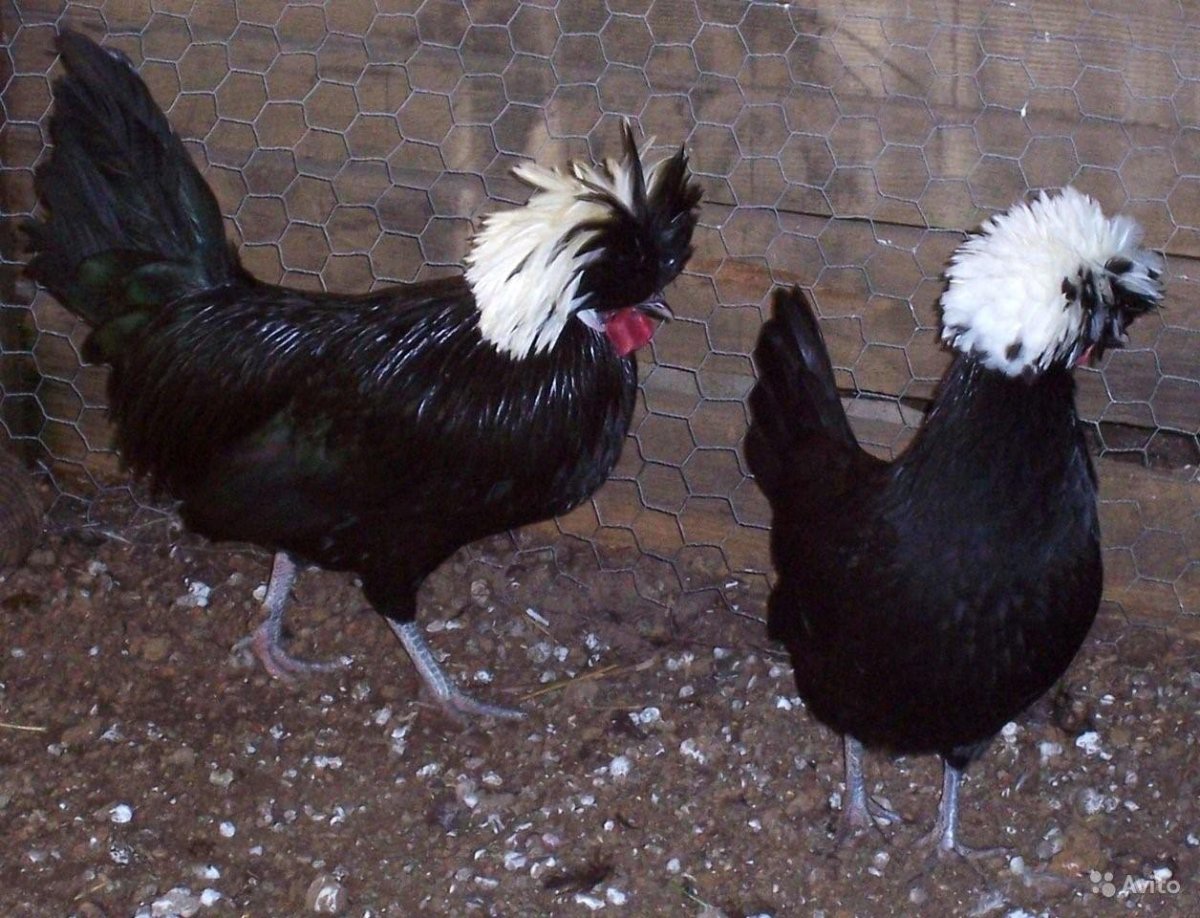 Бентамка Ява