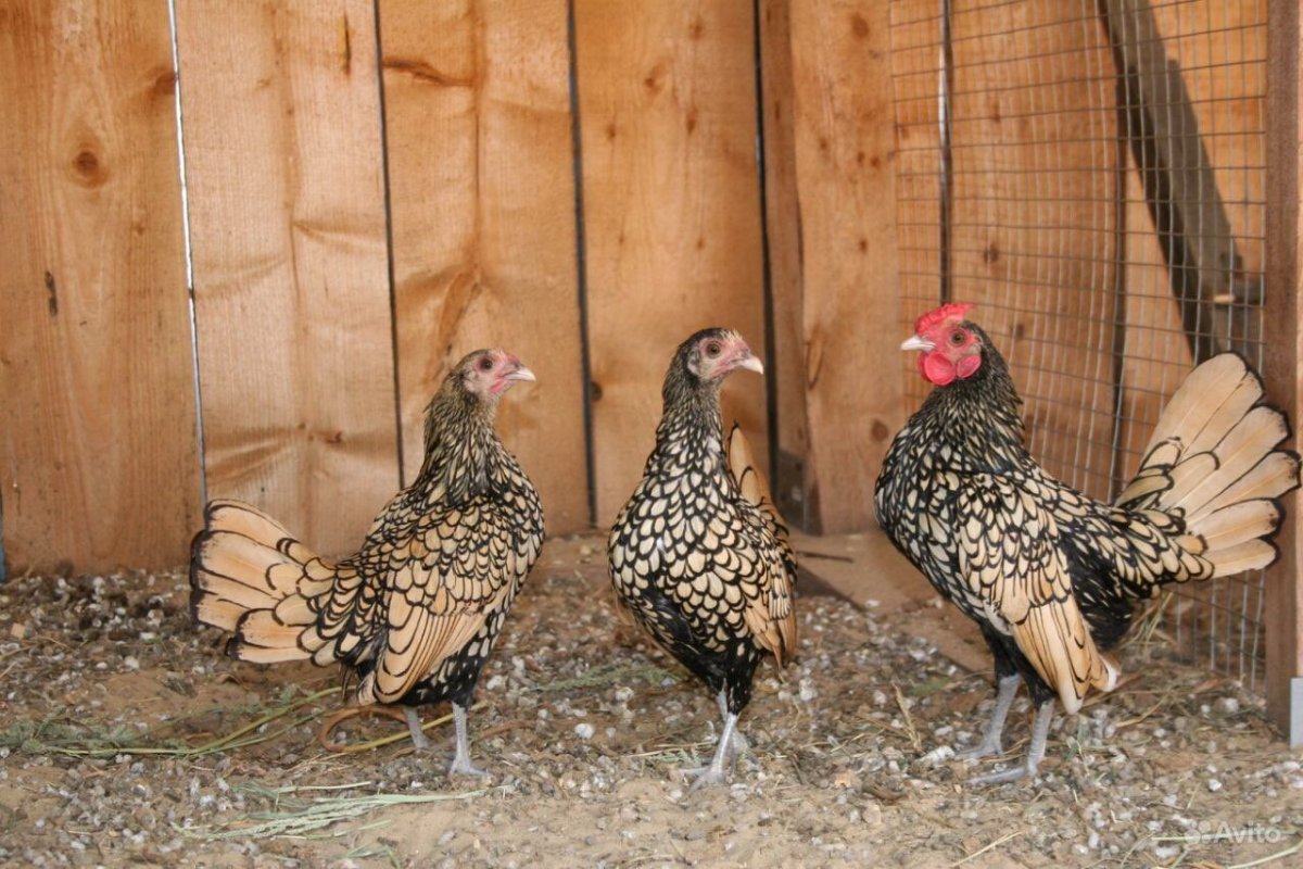 Бентам Сибрайт