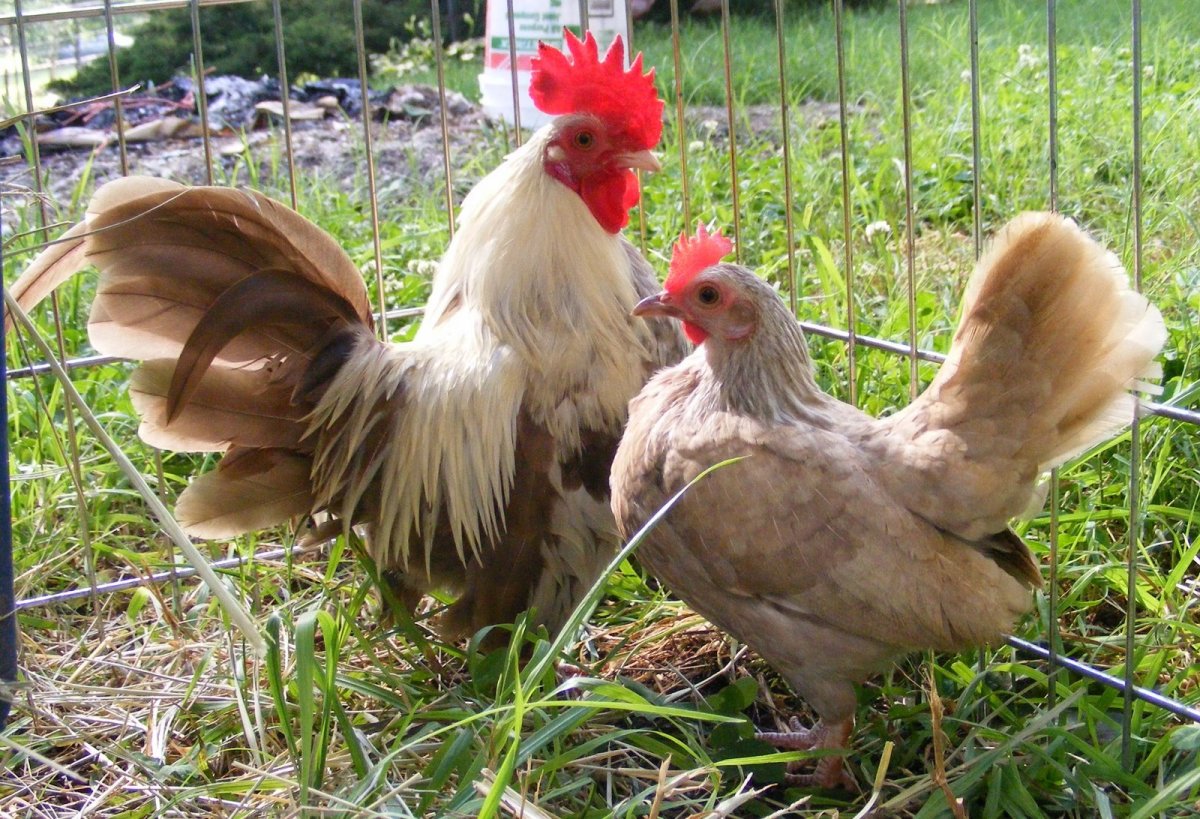 Ореховая бентамка петух