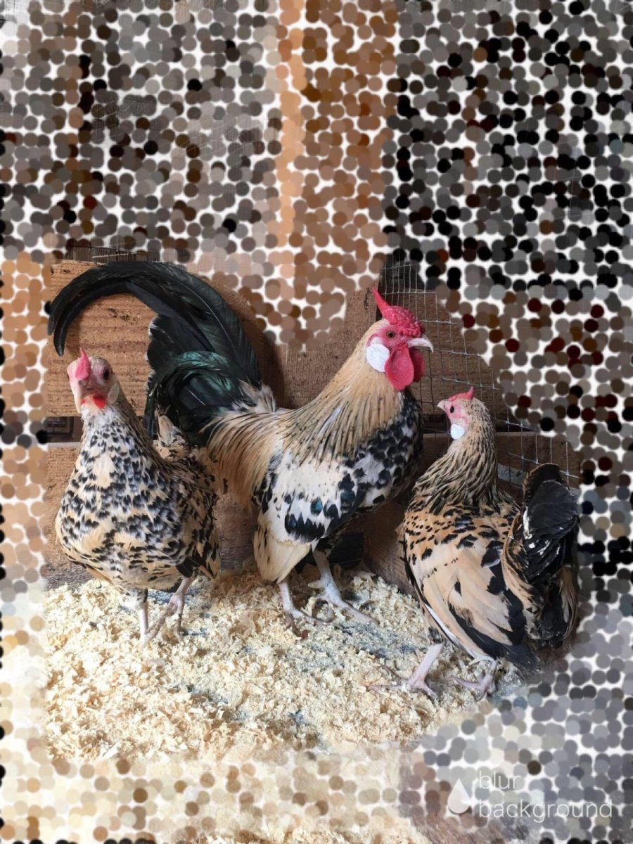 Бентам Ява куры