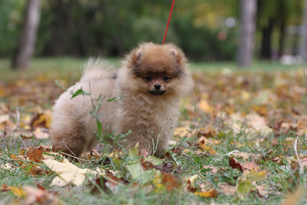 Неухоженный шпиц