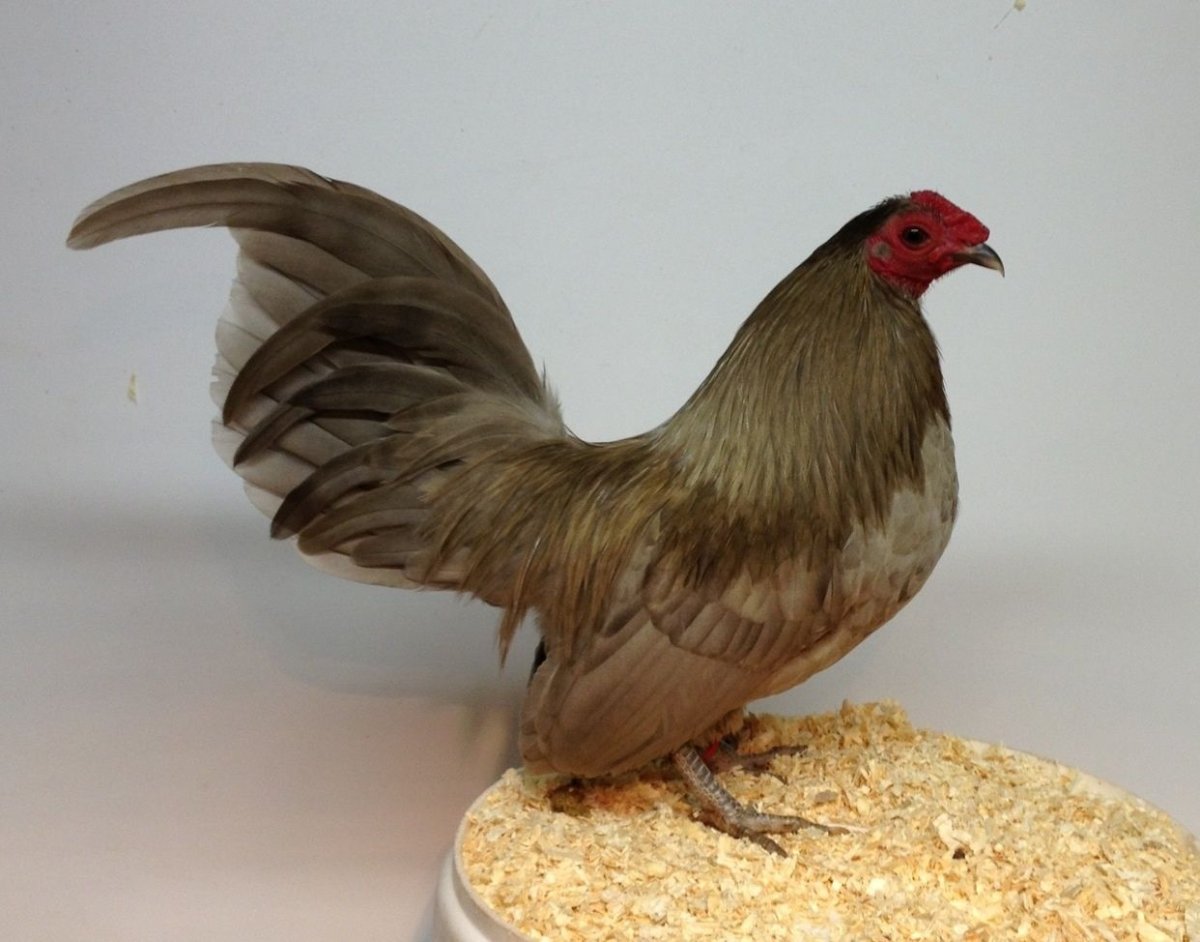 Бентамки Ява