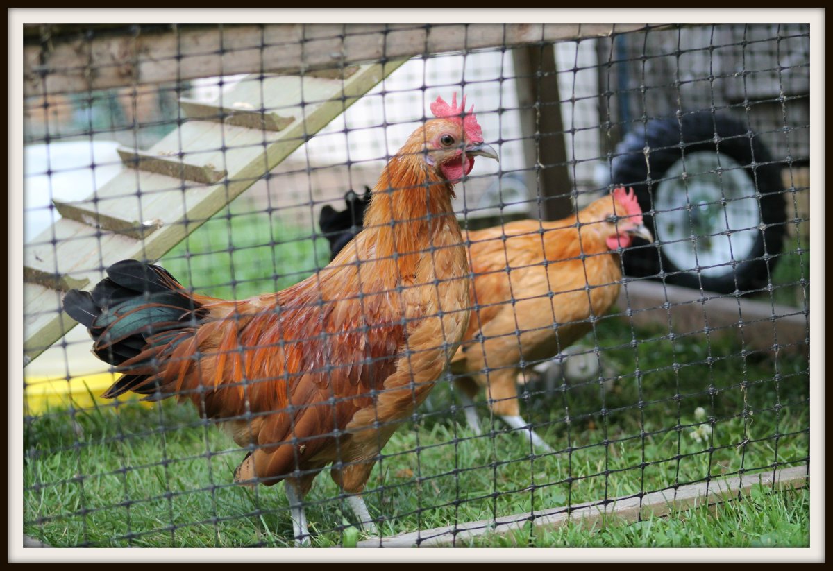 Порода кур Бентам Ява