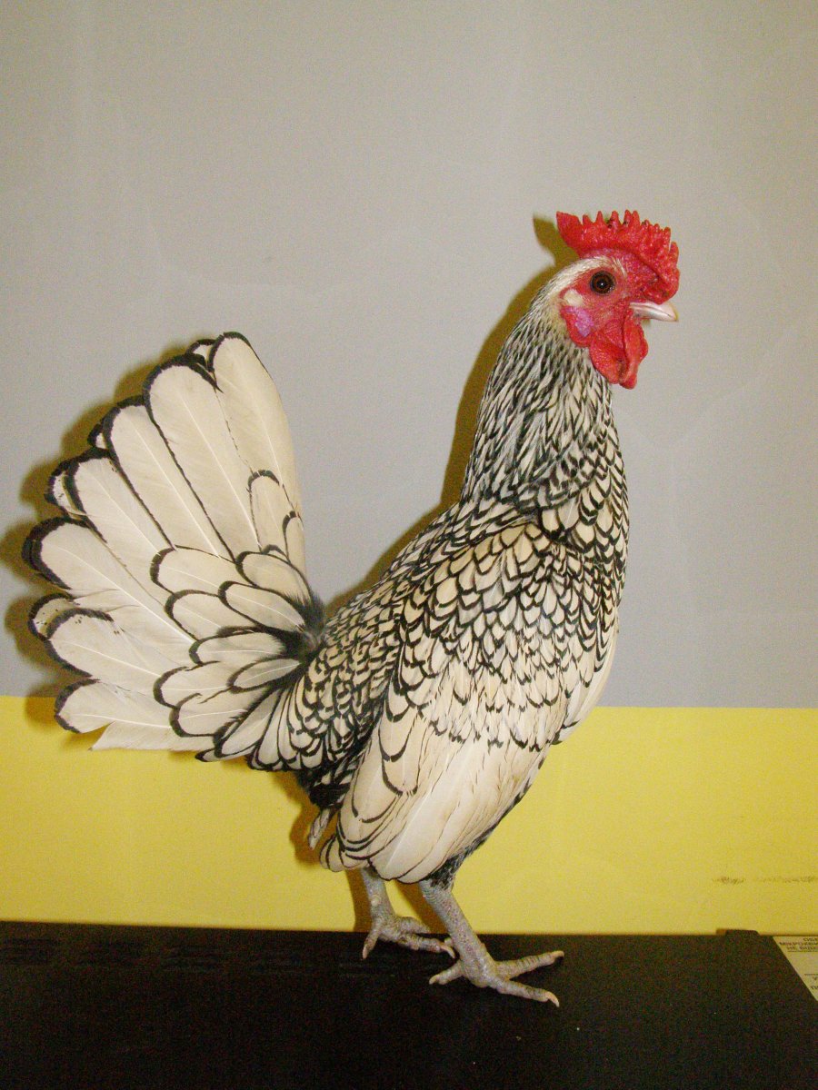 Бентам Сибрайт