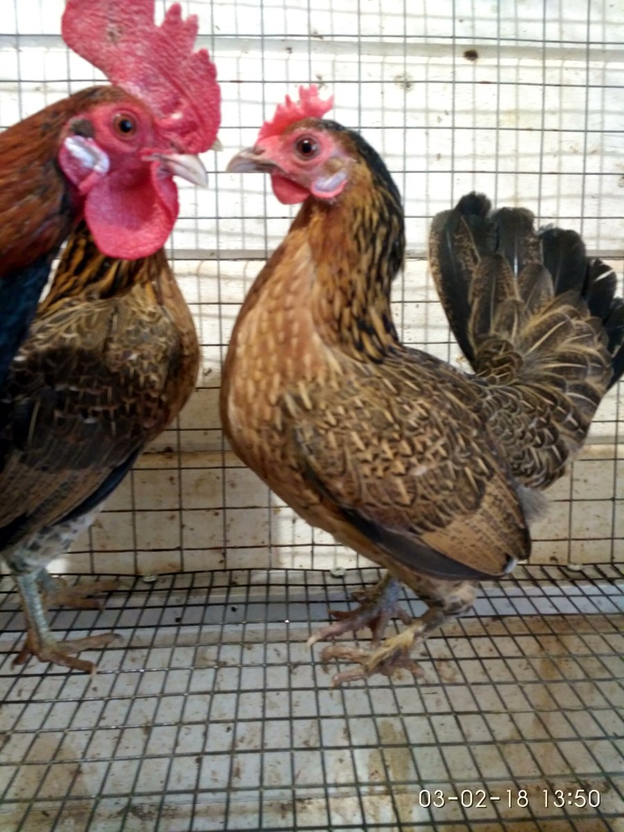 Бентам Ява куры