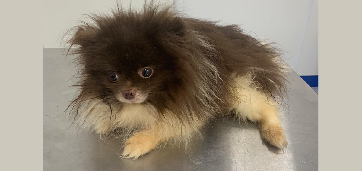 Алопеция у щенка шпица 4 месяца