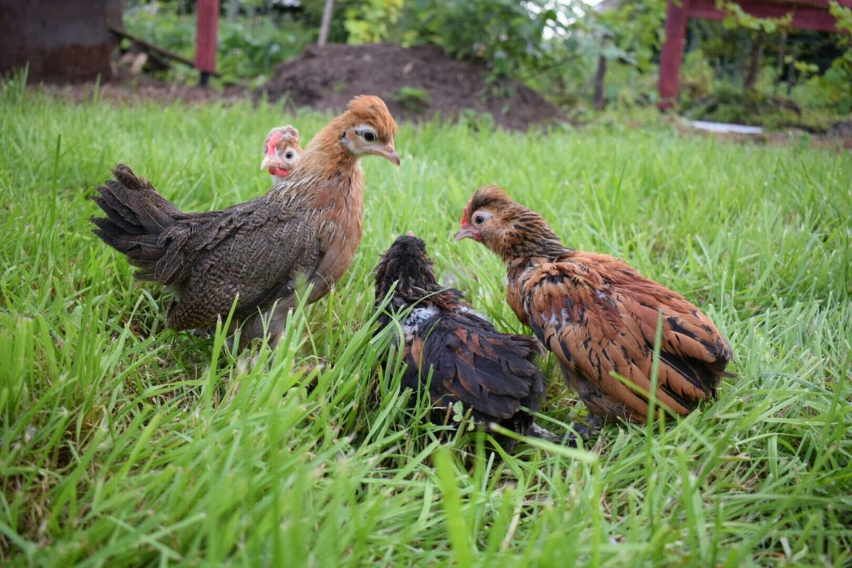 Бентамка Ореховая