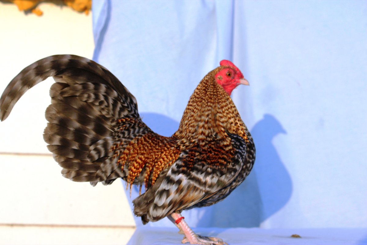 Лекенфердер куры породы