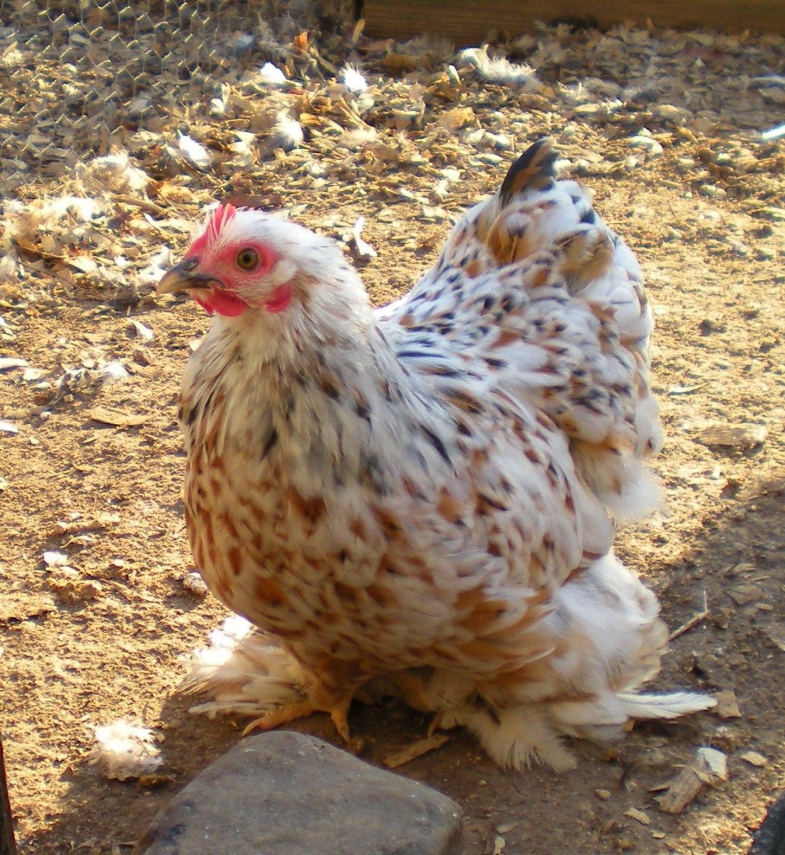 Бентамка белоухая