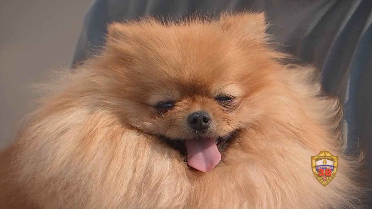 Немецкий шпиц щенок