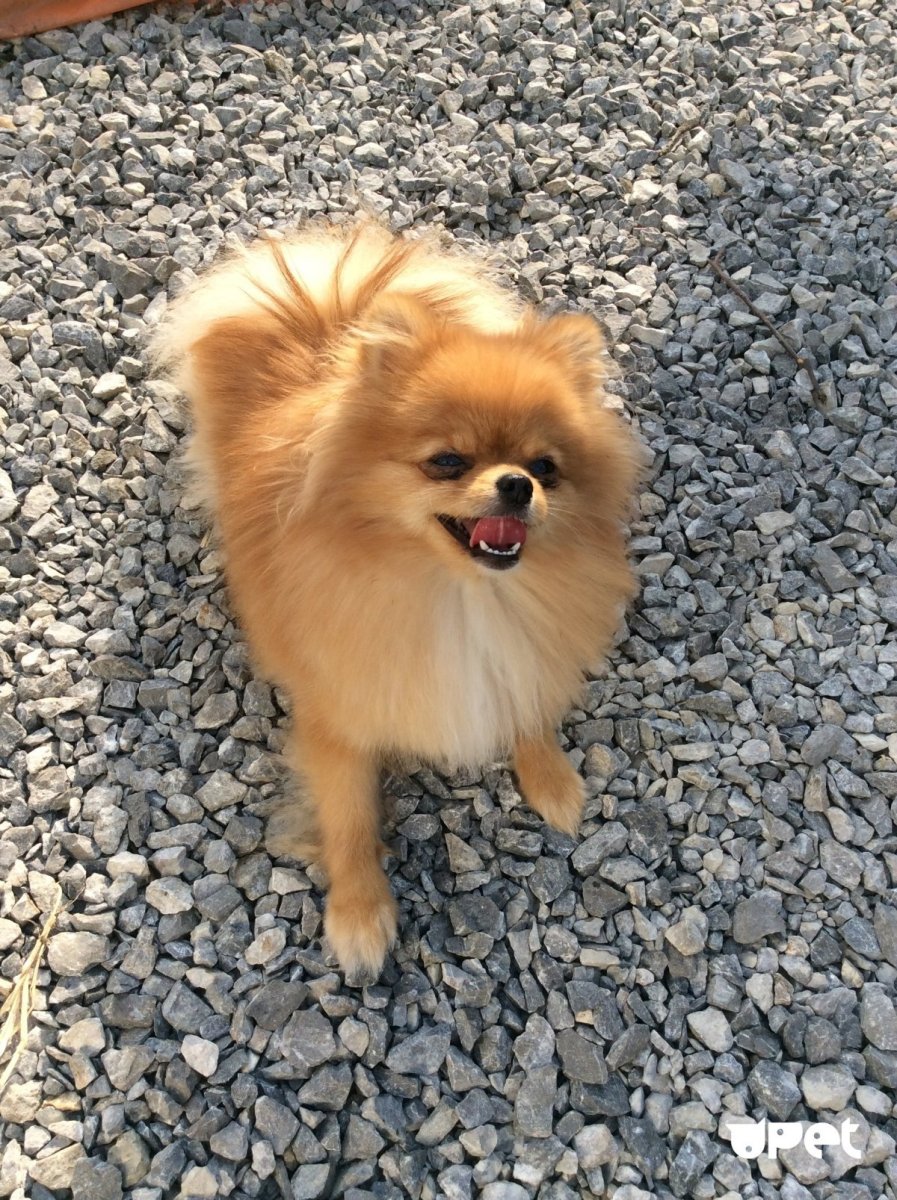 Цверг померанский шпиц