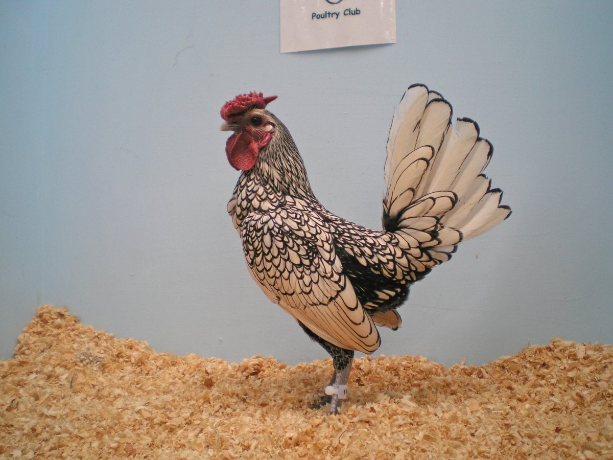 Сибрайт куры