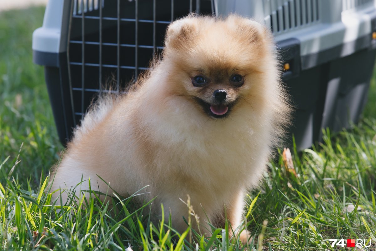 Сколько стоит собака породы шпиц