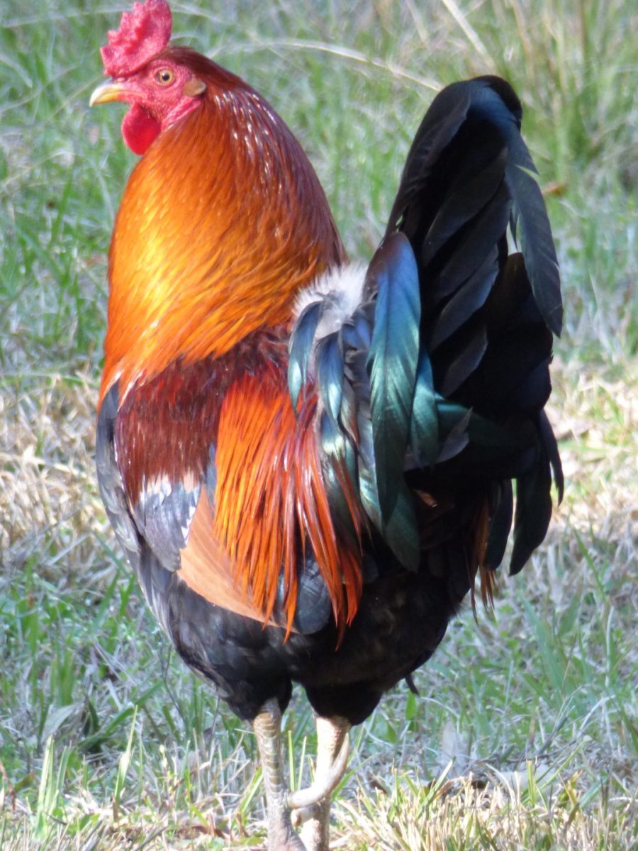 Петух Араукана
