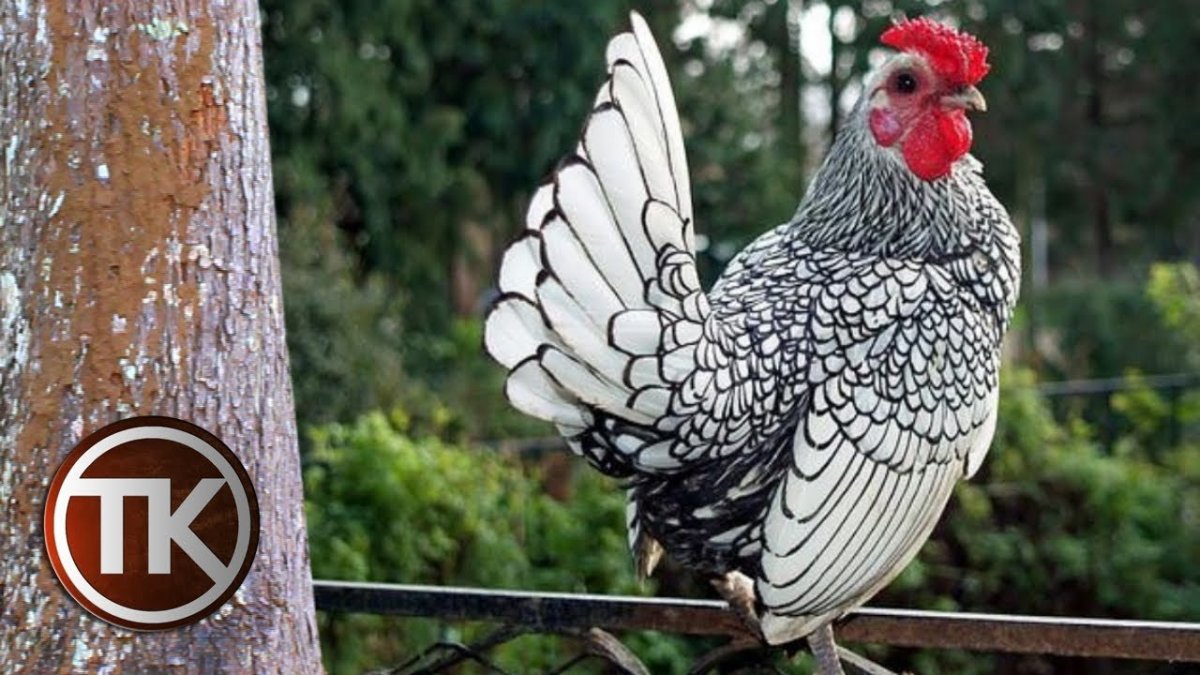 Сибрайт лимонный