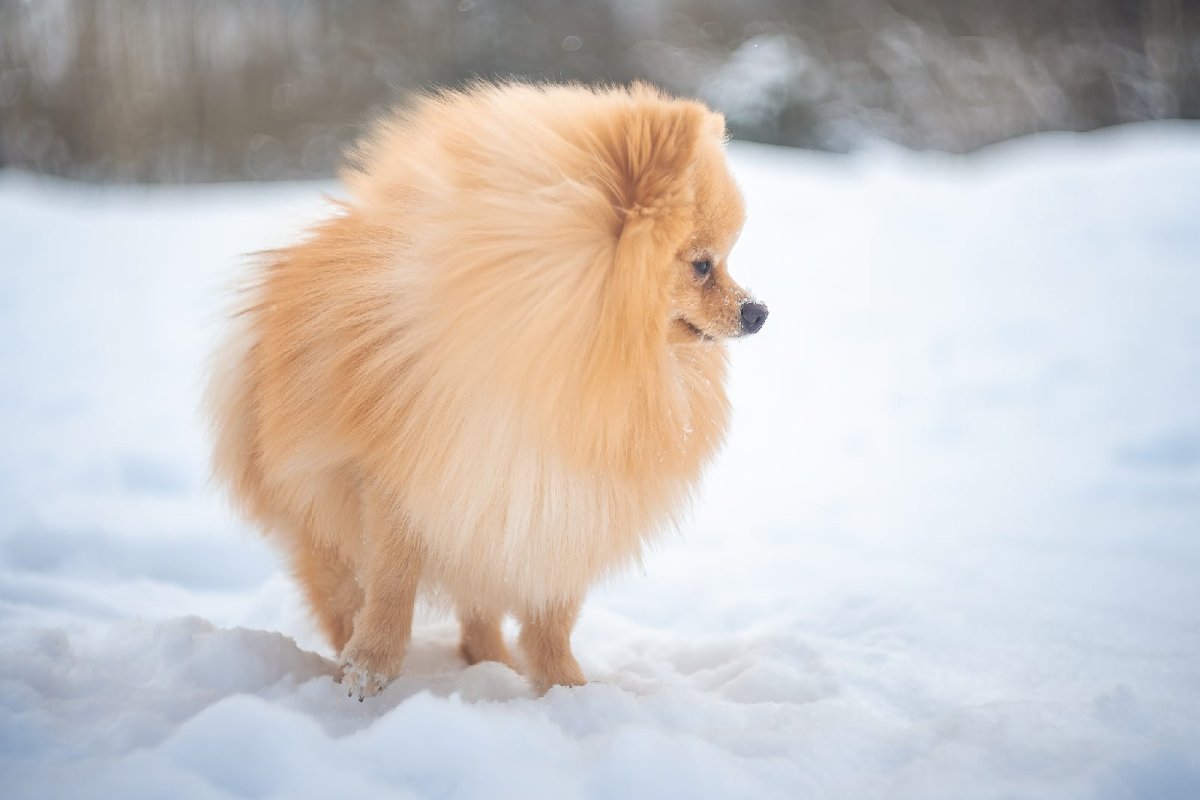 Дождевик гамма шпиц фото