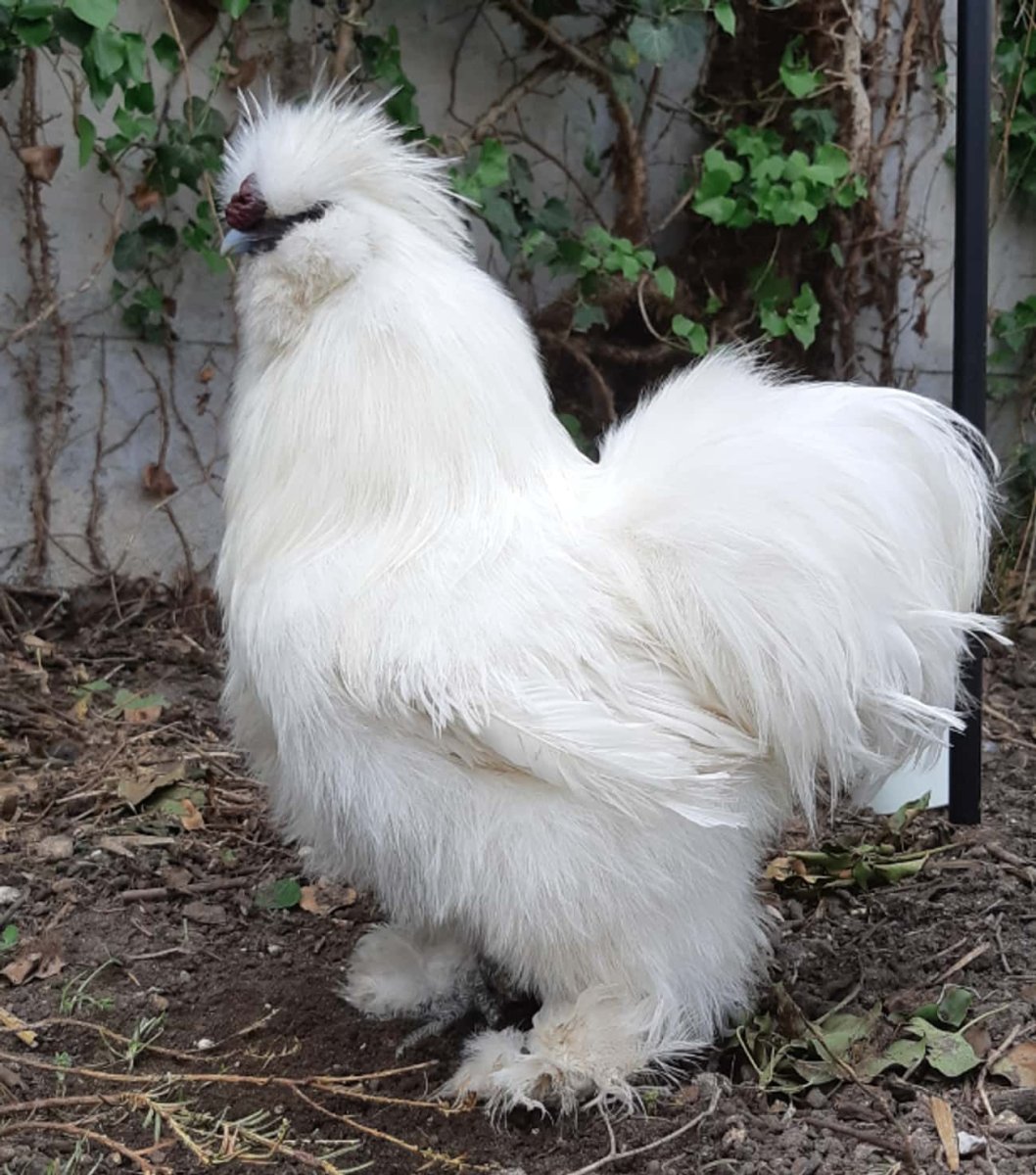 Бентам чучело