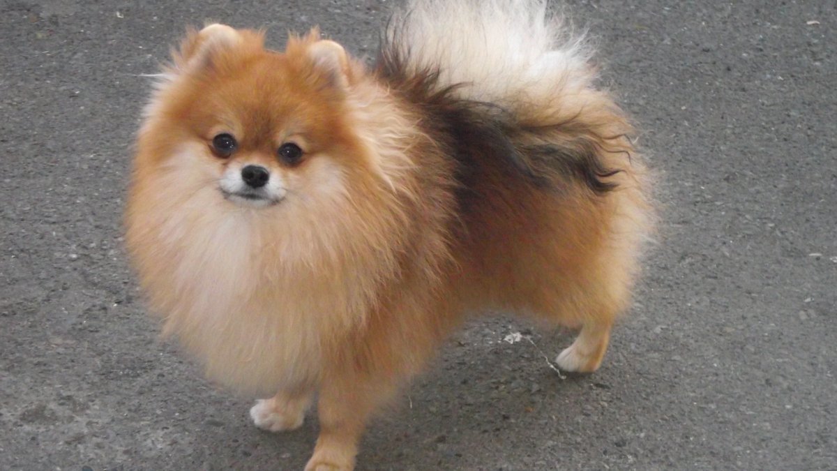 Сибирский шпиц