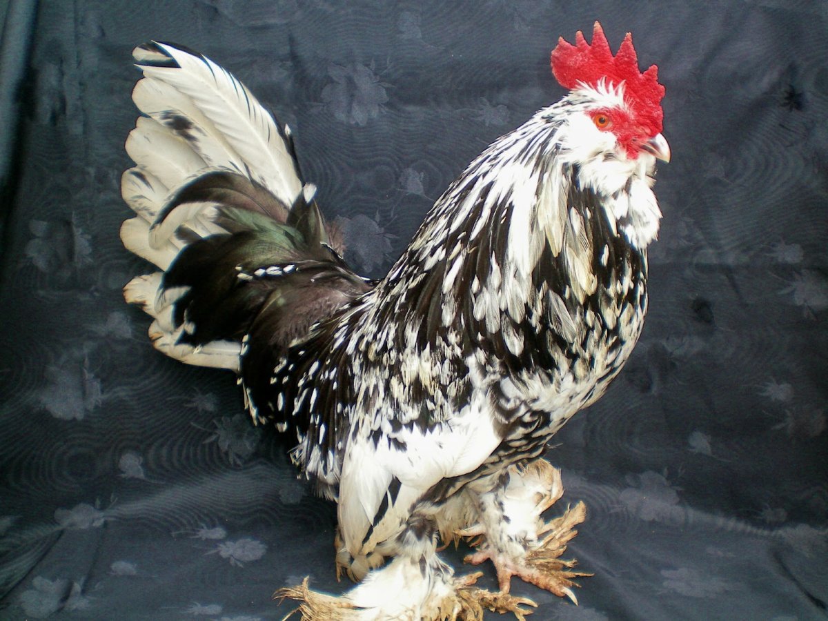 Куры пекинская бентамка