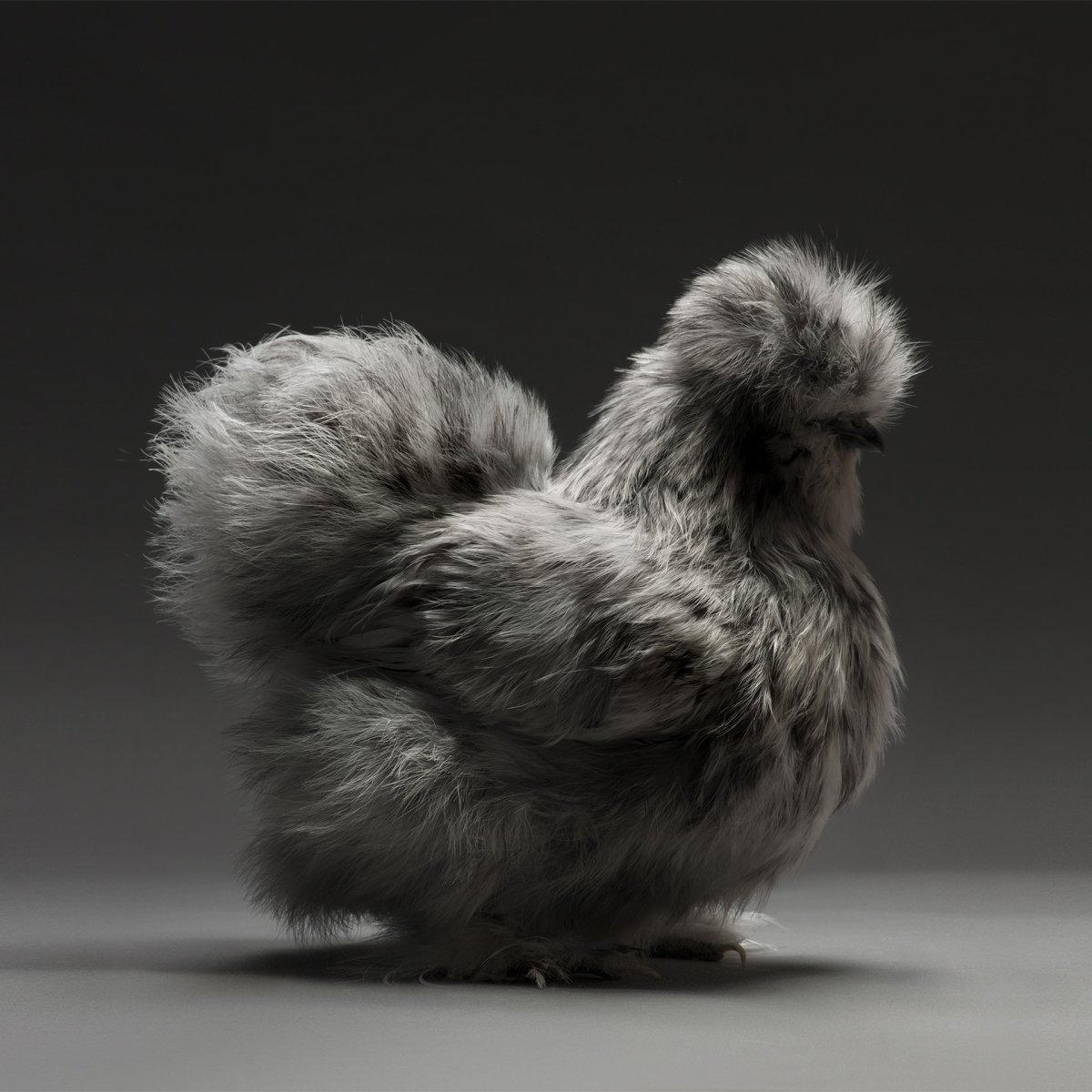 Квир курица Лола