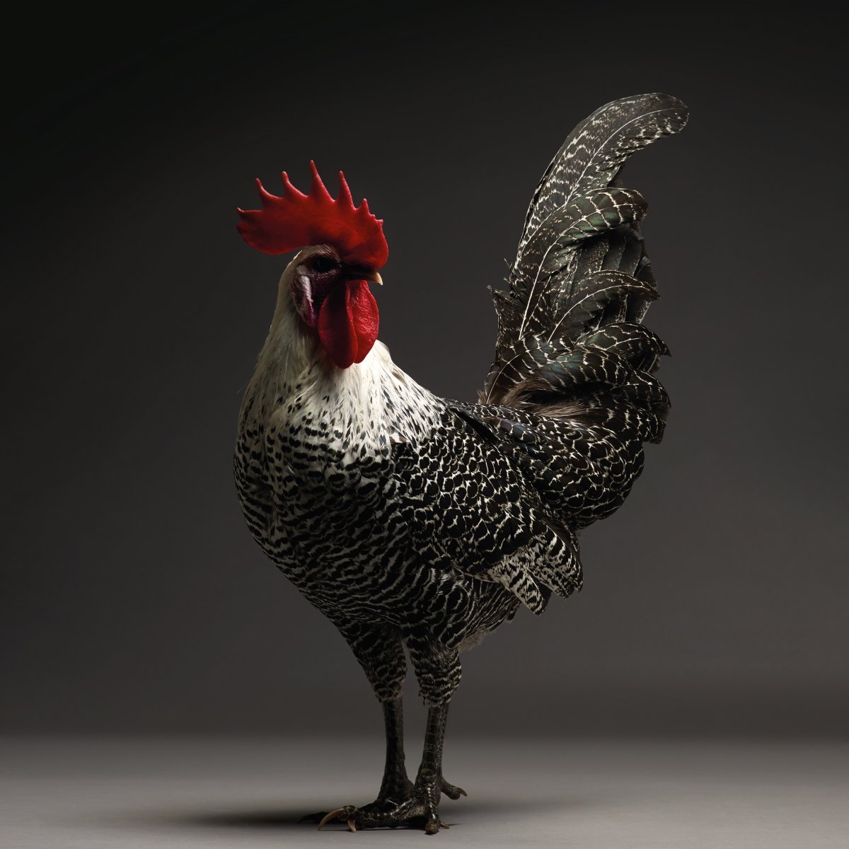 Бентам яванский куры