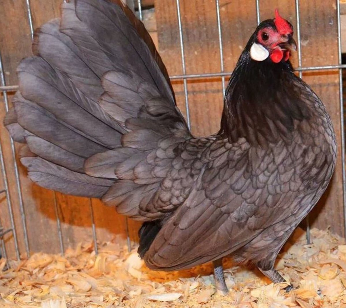 Цыплята бентамки темный окрас