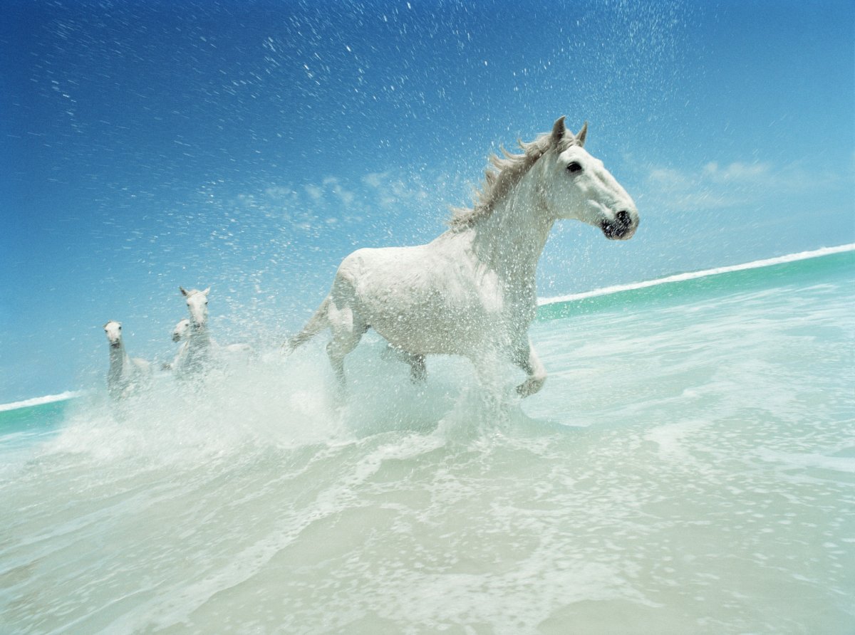 Белая лошадь на берегу моря