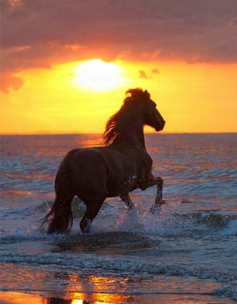 Лошади на рассвете