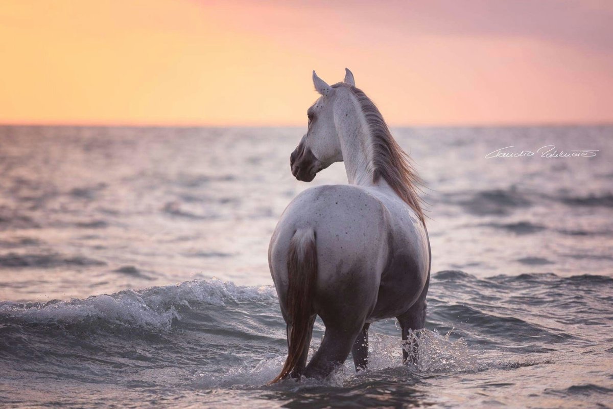 Лошадка на море