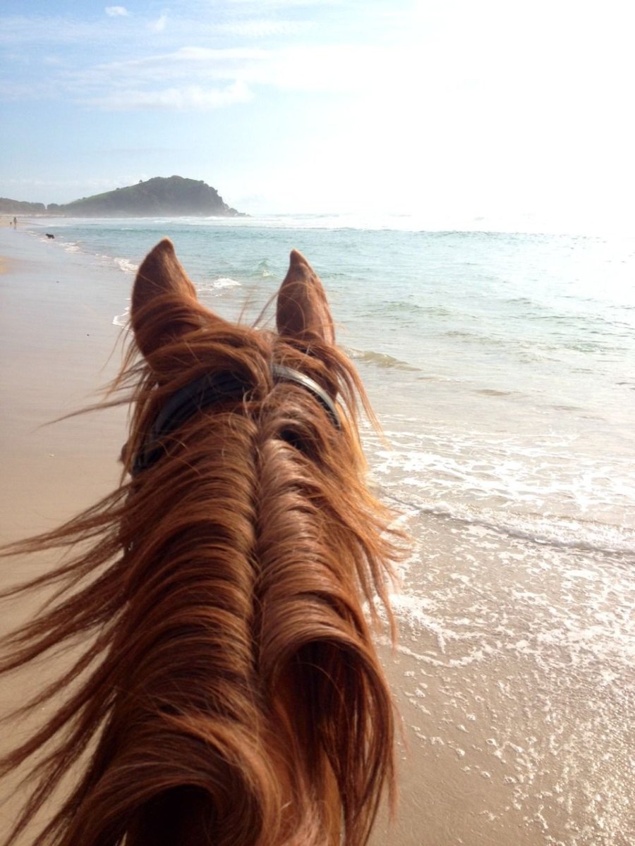 Конь у моря