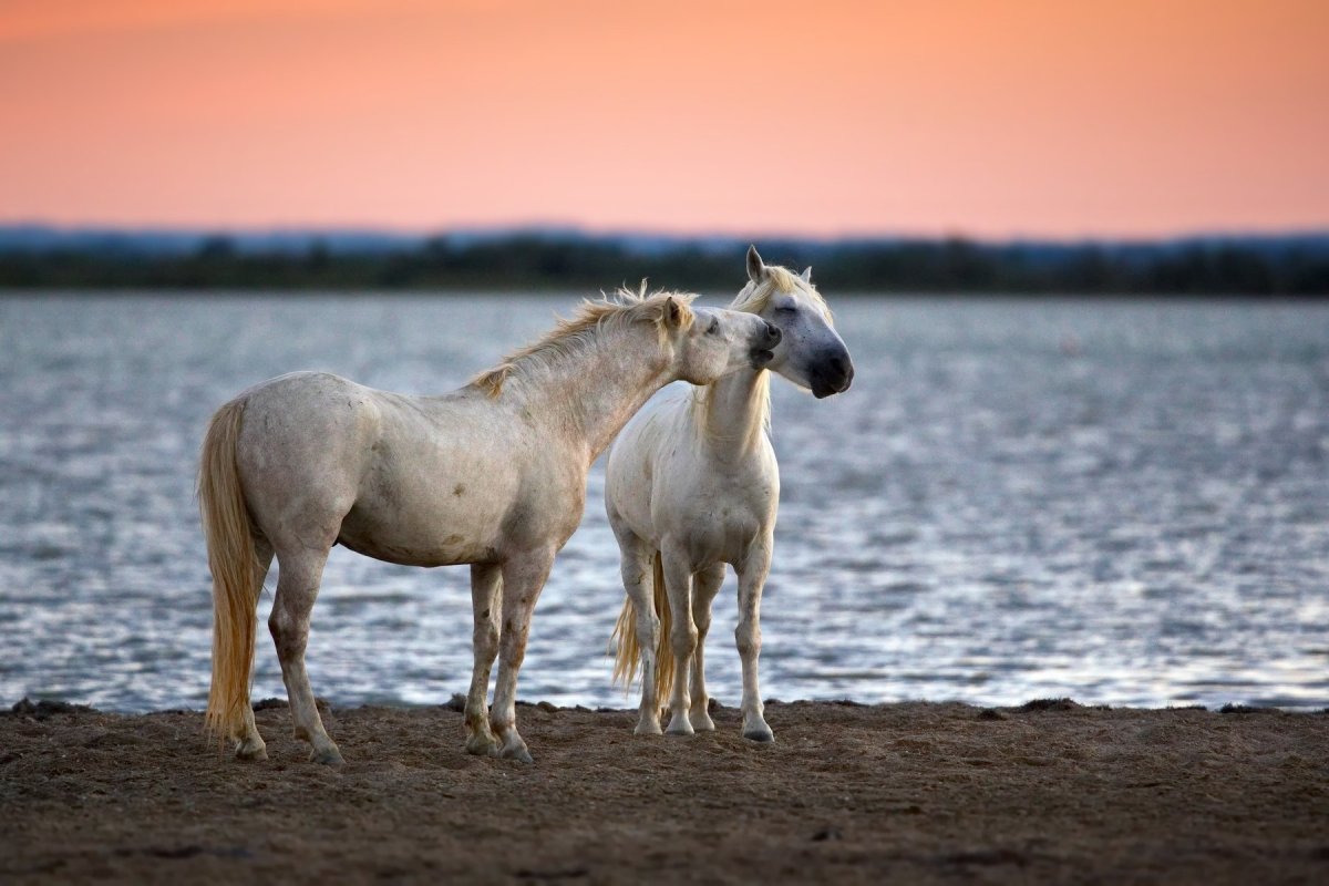 Конь на берегу