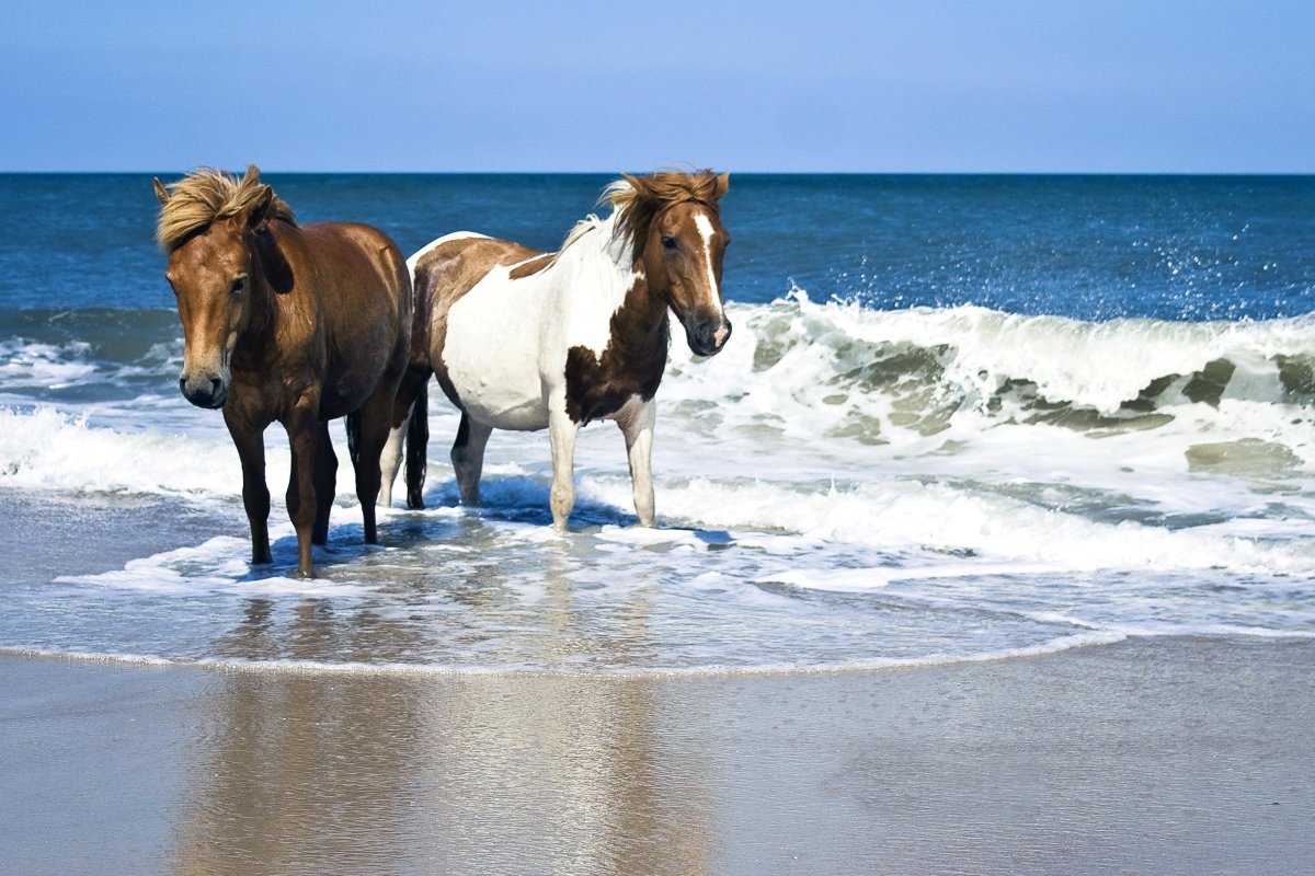 Лошадь бежит по берегу моря