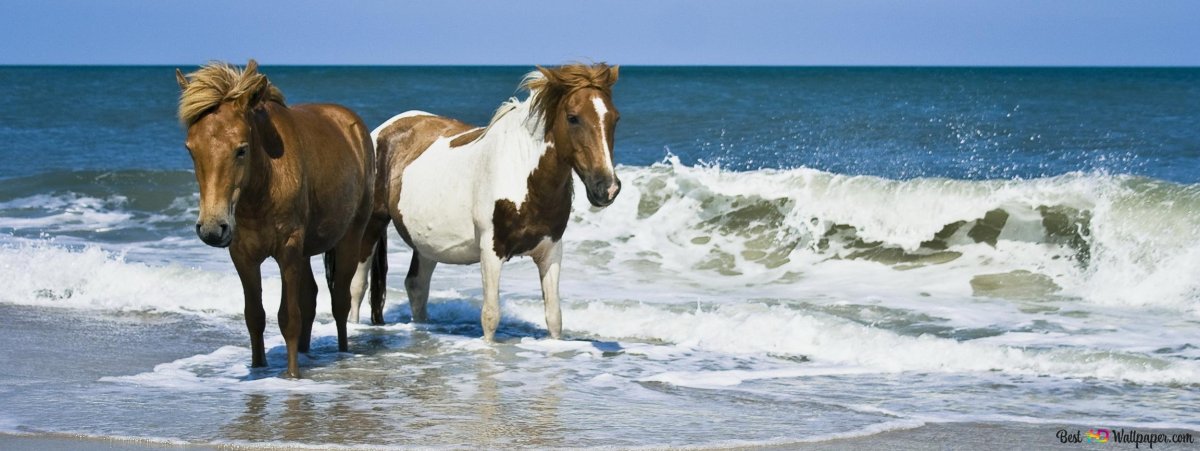 Лошади на берегу Балтийского моря