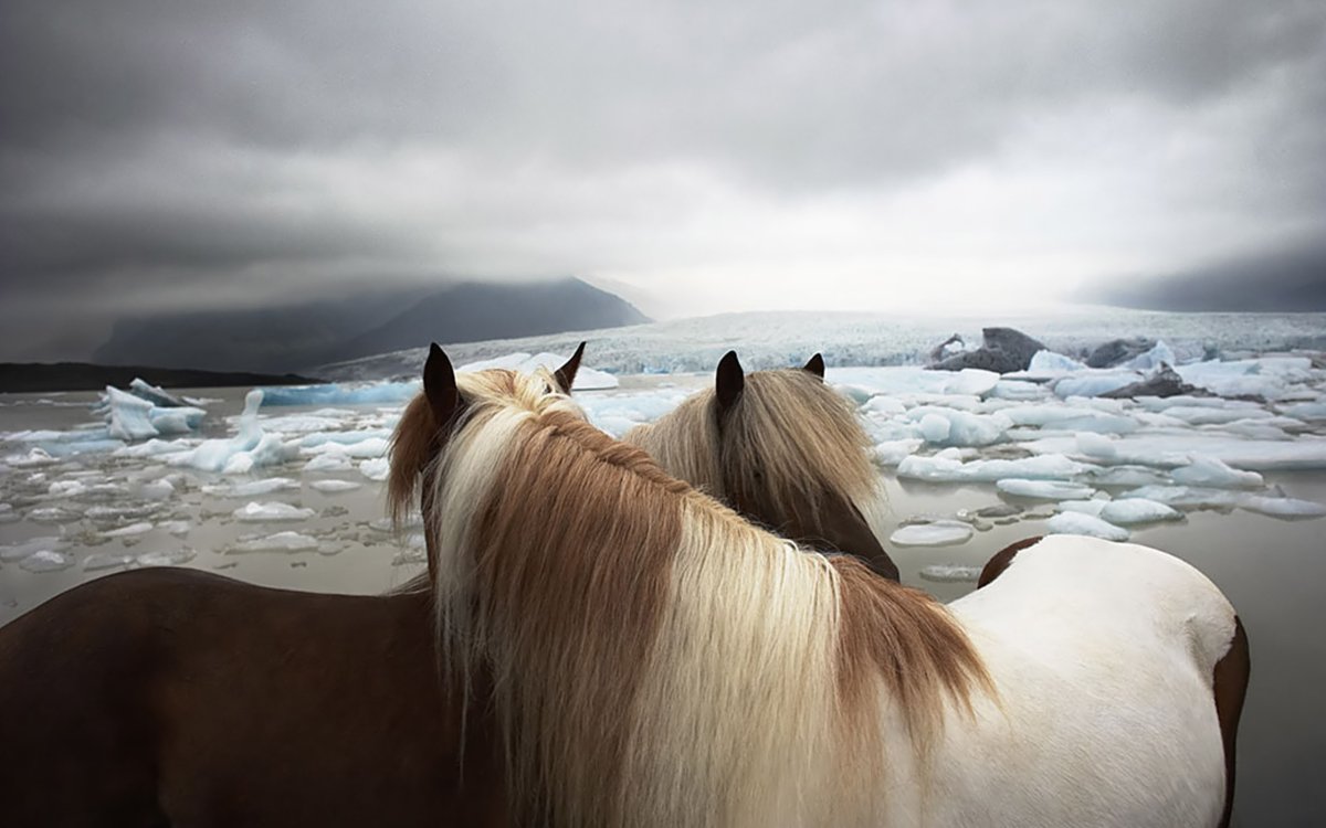 Лошадь на фоне моря