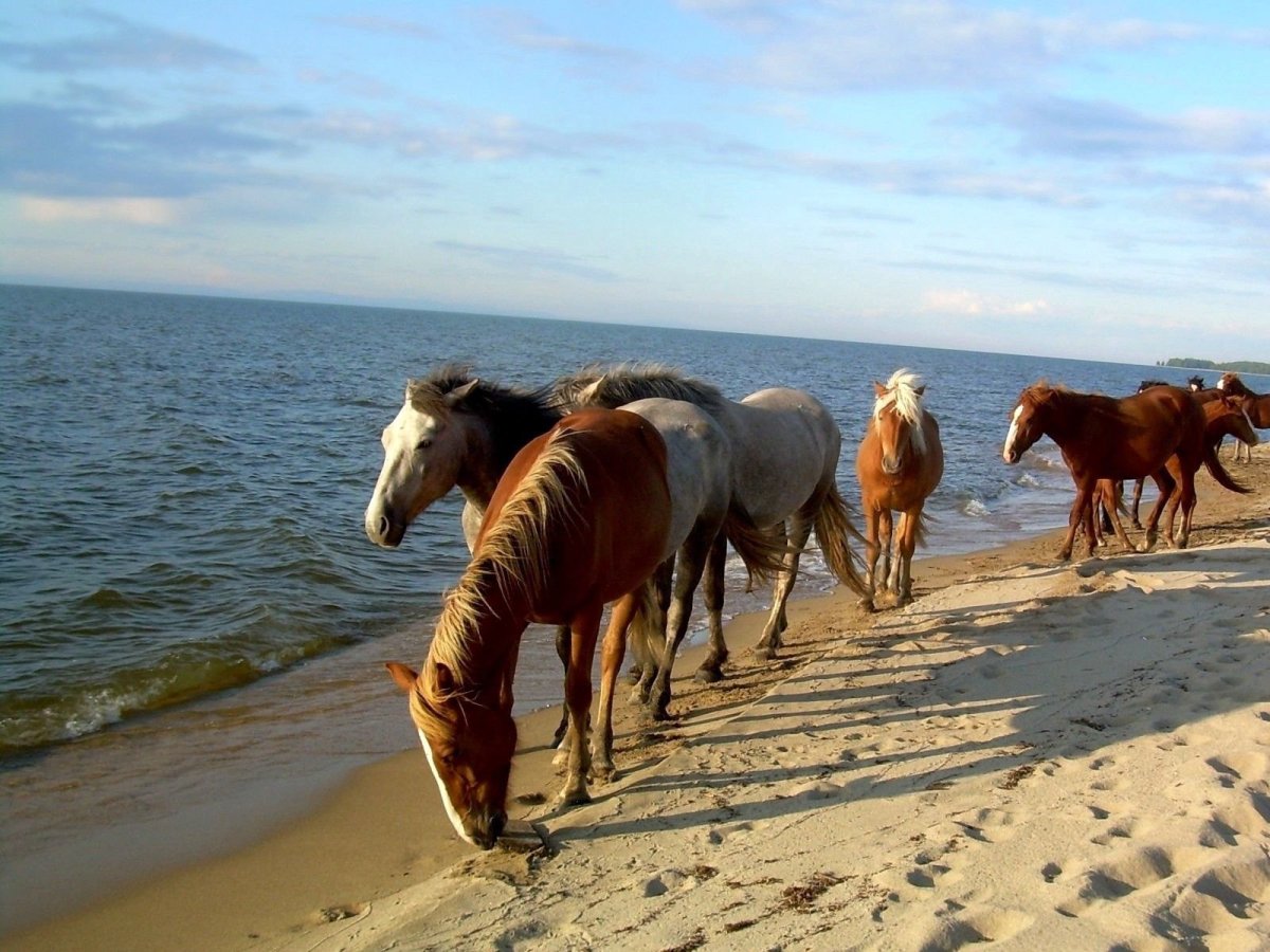 Лошадь на берегу моря