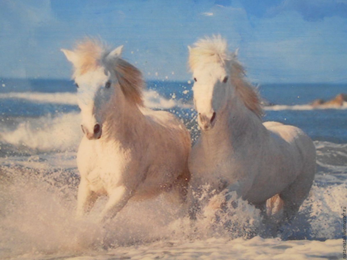 Белый конь на море