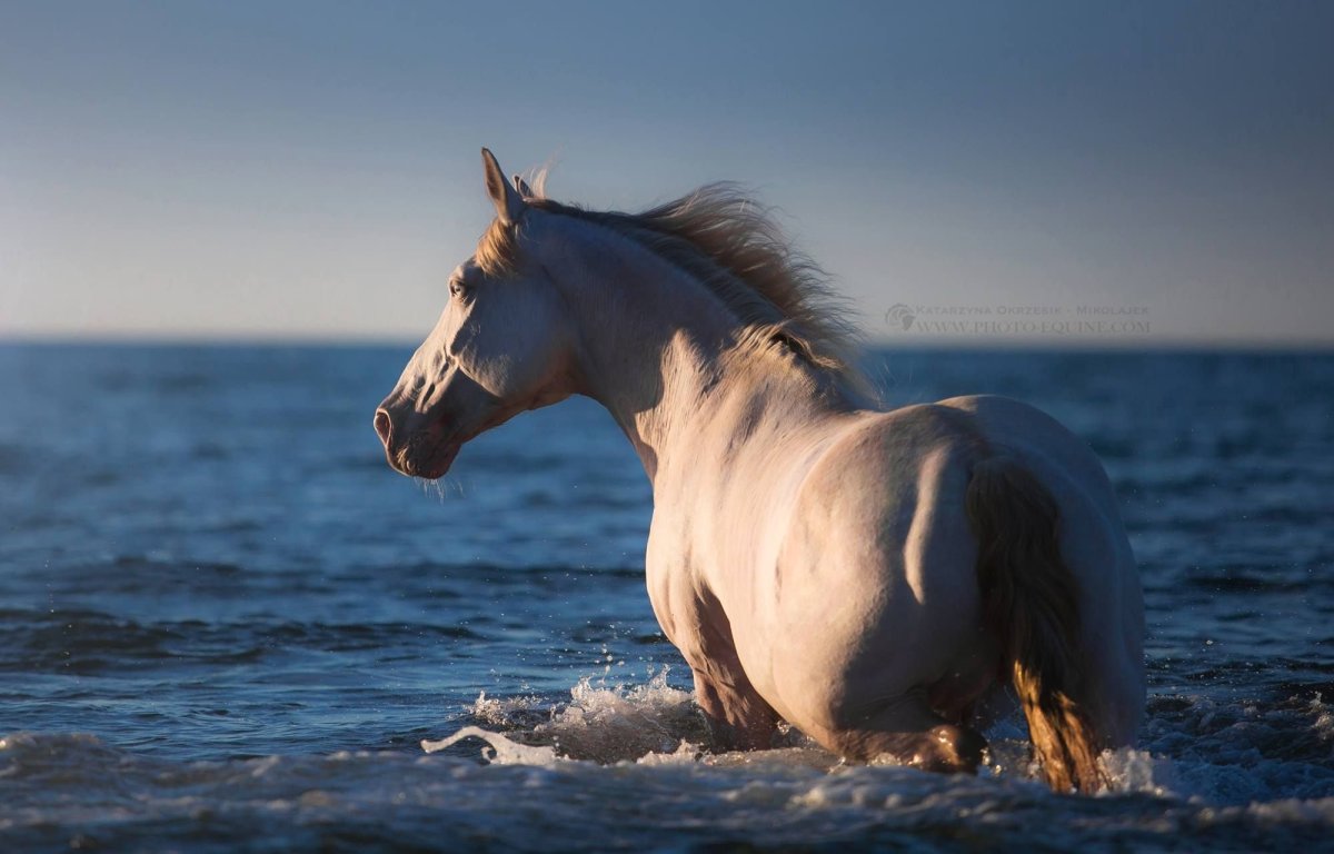 Обои лошади