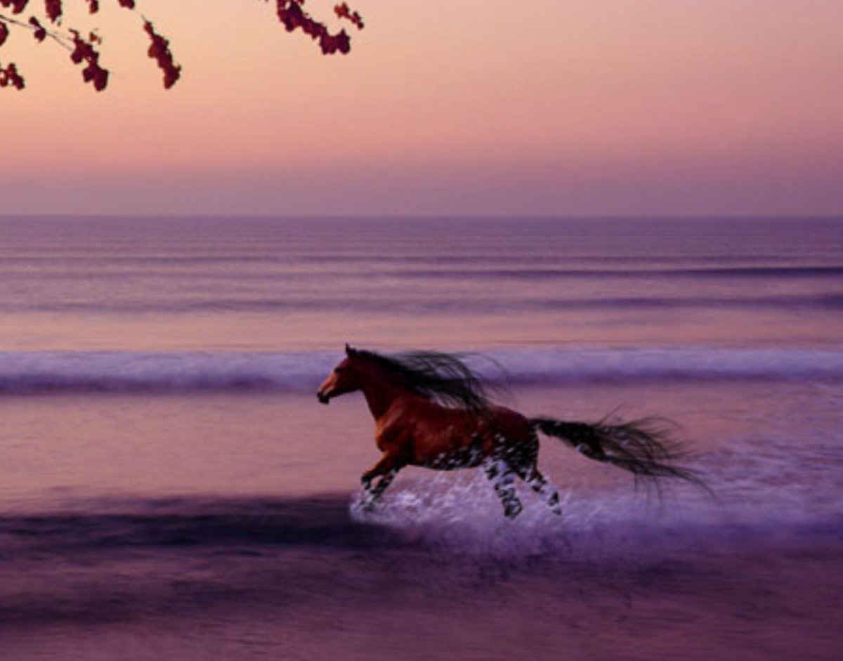 Лошади на закате