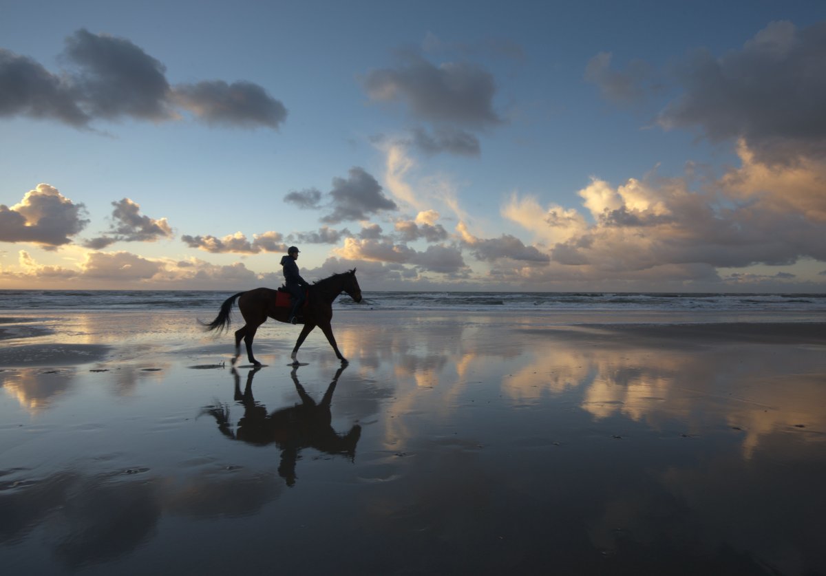 Красивые море и лошадь пейзажи