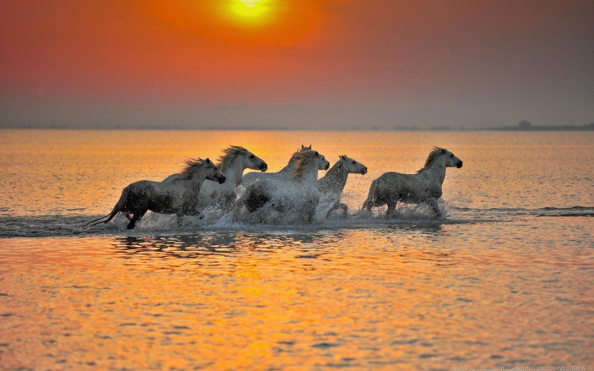 Лошадь бежит по морю в закате