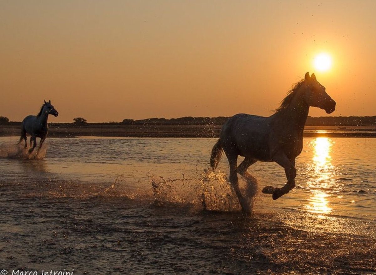 Лошадь и море рассвет