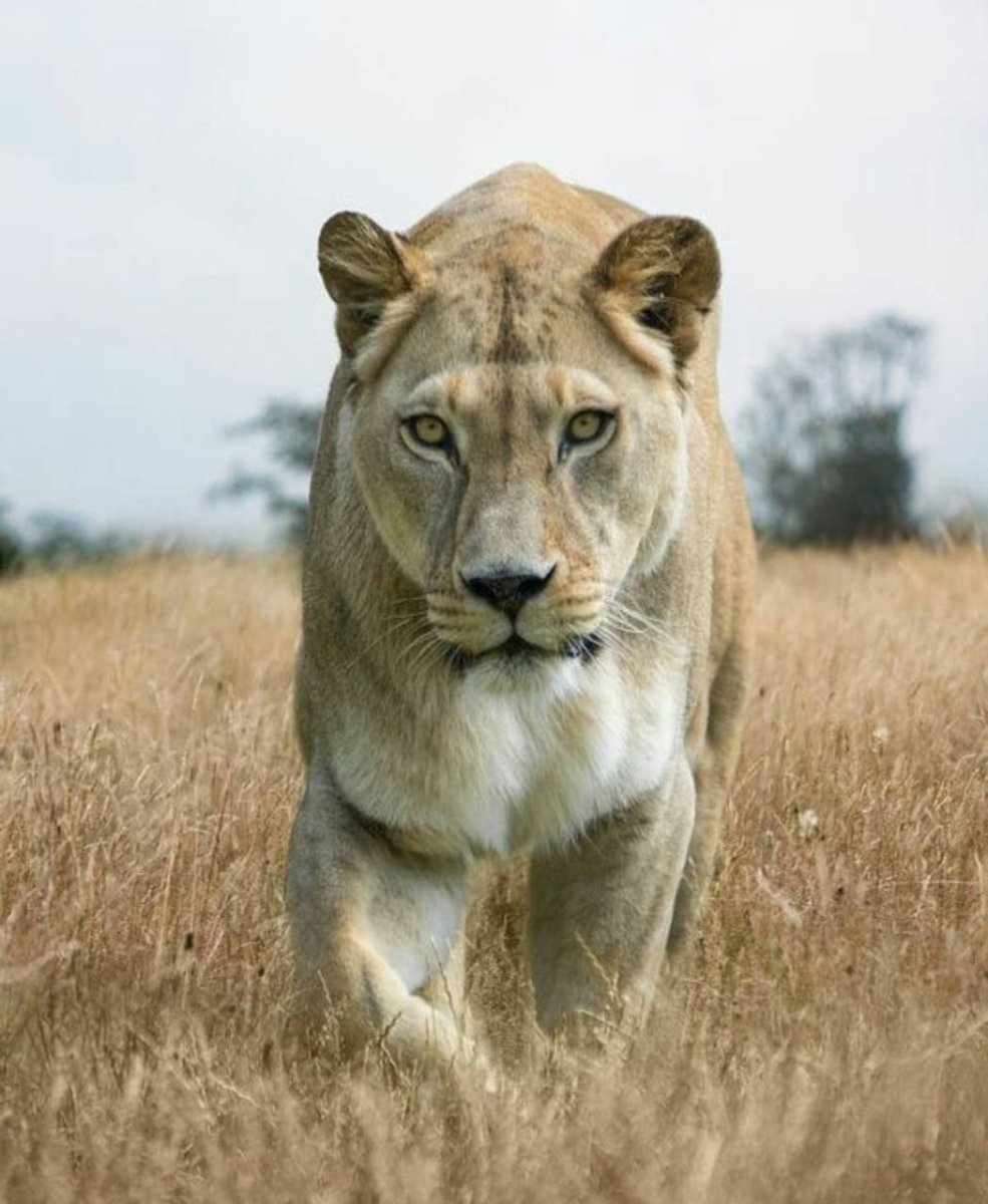 Гордые животные